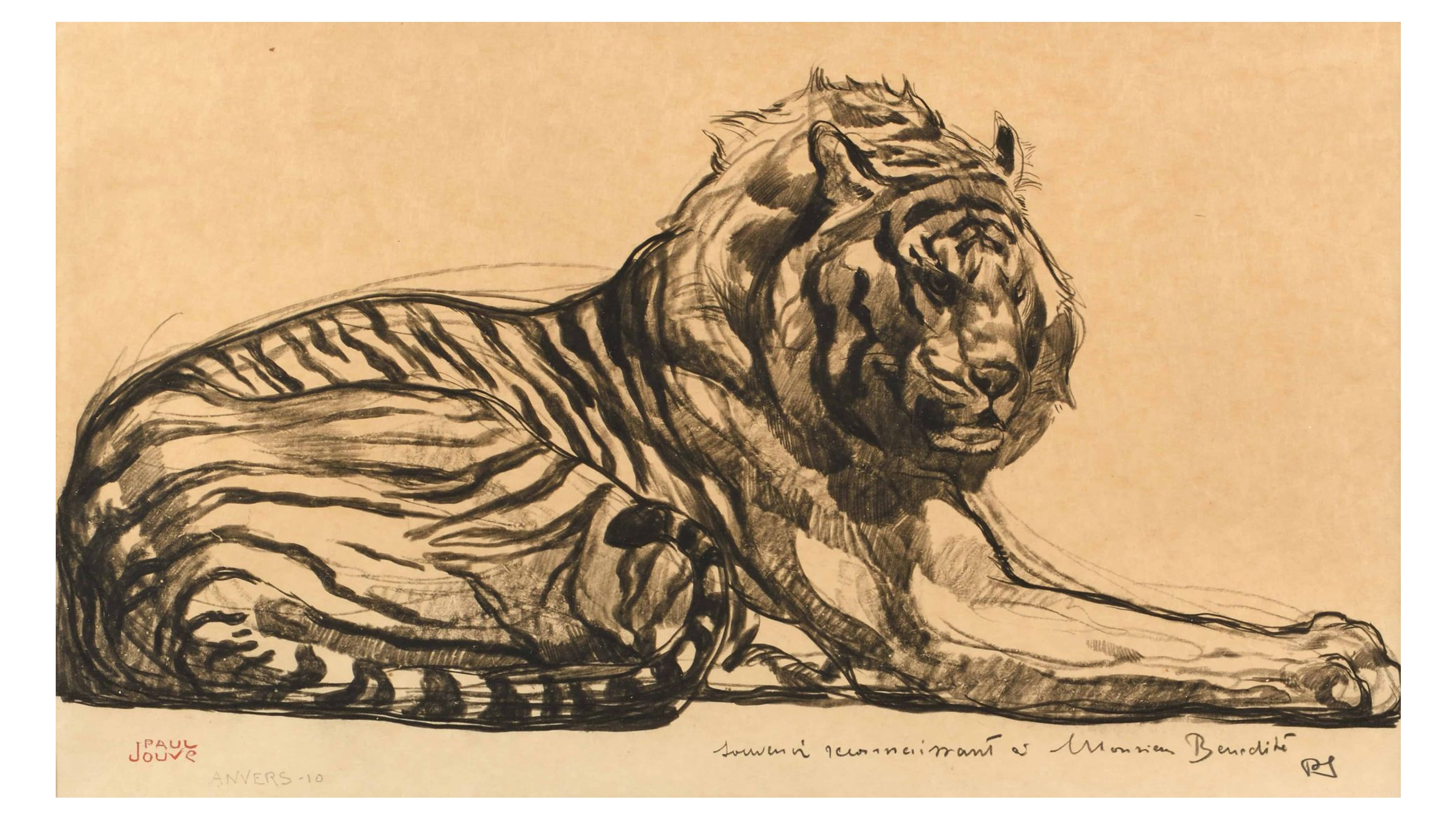 Tigre couché, Anvers 1910.